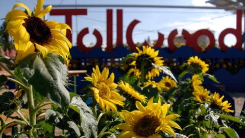 Tollwood Logo mit Sonnenblumen