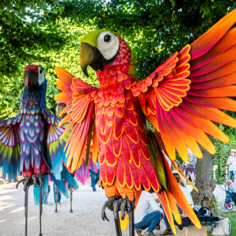 Performances Tollwood Muenchen Teatro Pavana Papagalli TEASER